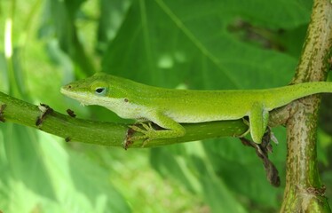 Green anole lizard resting on a branch in Florida wild, closeup