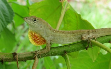 Brown anole lizard resting on a plant branch in Florida wild, closeup