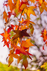 detail of liquidambar (sweetgum tree) leafs with blurred background - autumnal background