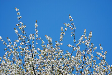 Sky Spring Tree Blossom