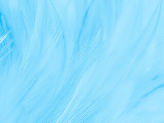 Beautiful abstract blue feathers on white background and soft white feather texture on blue pattern and blue background, feather background, blue theme valentines day