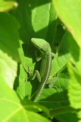Tropical green anole lizard on leaves background in Florida nature