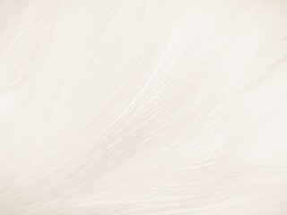 Beautiful abstract gray feathers on white background and soft white feather texture on white pattern and brown background, white texture wallpaper, love theme, valentines day