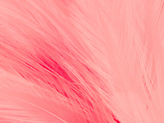 Beautiful abstract gray and pink feathers on white background,  white feather frame texture on pink pattern and pink background, love theme wallpaper and valentines day