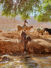 Goat drink water from the river on the desert at noon in a sunny summer day Multi colored goats Mountains of Yehuda desert, Israel, Ein uja Milk farming.