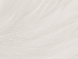Obraz premium Beautiful abstract gray feathers on white background and soft white feather texture on white pattern and brown background, white texture wallpaper, love theme, valentines day