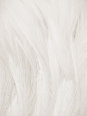 Obraz premium Beautiful abstract gray feathers on white background and soft white feather texture on white pattern and brown background, white texture wallpaper, love theme, valentines day