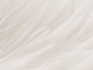 Obraz premium Beautiful abstract gray feathers on white background and soft white feather texture on white pattern and brown background, white texture wallpaper, love theme, valentines day
