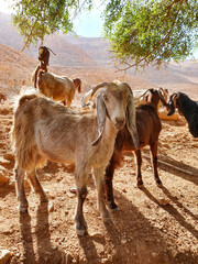 Herd of goats grazing on the desert at noon in a sunny summer day Multi colored goats Mountains of Yehuda desert, Israel, Ein uja