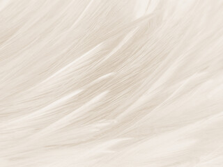 Beautiful abstract gray feathers on white background and soft white feather texture on white pattern and brown background, white texture wallpaper, love theme, valentines day