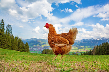 Henne - Huhn - Allgäu - freilaufend - Alpen 