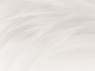 Beautiful abstract gray feathers on white background and soft white feather texture on white pattern and brown background, white texture wallpaper, love theme, valentines day