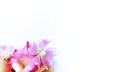 Pink gladioli and pink mallow on a white background. Festive flower arrangement. Background for...