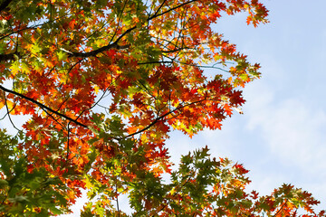 A beautiful tree with bright colorful leaves. Autumn concept.