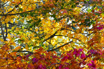 A beautiful tree with bright colorful leaves. Autumn concept.