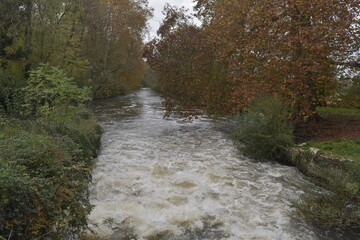 Fast water in river in the forest