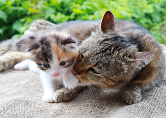 The cat striped mom takes care of her little kitten white with black and red spots.