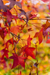 detail of liquidambar (sweetgum tree) seeds and leafs with blurred background - autumnal background