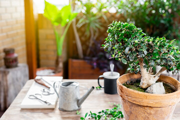 Table with tools to care for a bonsai and cup of tea.