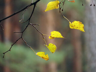 yellow autumn leaves