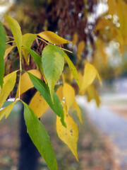 autumn leaves in the park