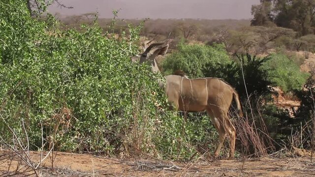 Male Greater kudu feeding in Samboro Reserve