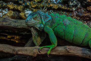 Iguana bright green color sitting on a branch.