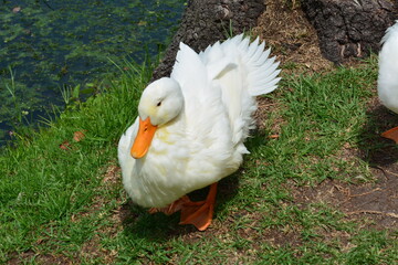 pato