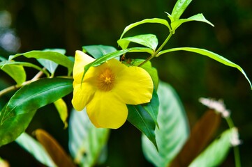 Flora y Fauna de la Sierra Nevada de Santa Marta, Colombia