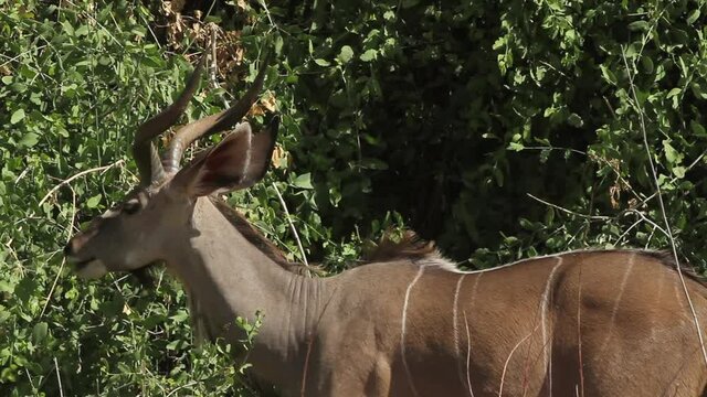Male Greater kudu feeding in Samboro Reserve
