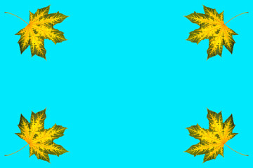 maple, yellow-green maple leaves on a blue background, blank for further creativity