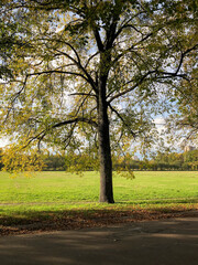 Obraz premium trees in the park