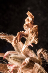 fotos macro de flores y plantas