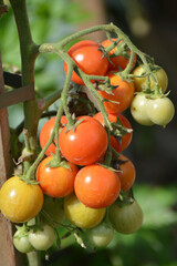 Fototapeta na wymiar Tomatoes are grown in the open ground