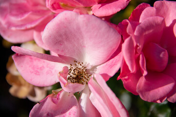 pink rose flower close up