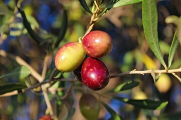 Olives of Manaki variety on olive tree branch in the outskirts of Athens in Attica, Greece.