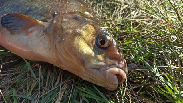Head of the fish swallowing air. Macro of big fish with opened mouth
