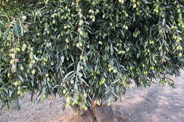 Olives of Manaki variety on olive tree branch in the outskirts of Athens in Attica, Greece.