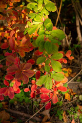 bright autumn leaves on a branch close-up