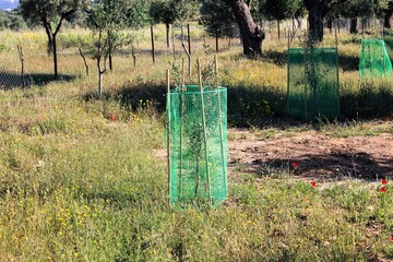 Small olive trees growing in olive grove in the outskirts of Athens in Attica, Greece.