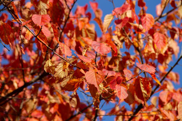 Naklejka na ściany i meble bright autumn leaves on a branch close-up