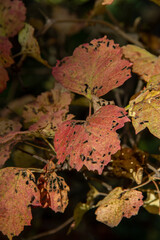 natural background of autumn maple leaves