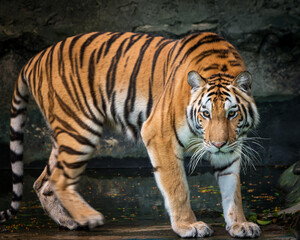 Plakat The tiger prowl for food in the forest / wild animal in nature.