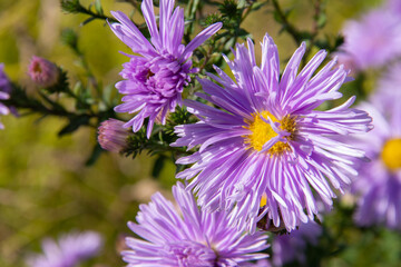 Obraz premium lilac flowers plants Aster close up