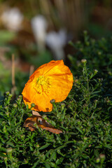 orange flower of the garden plant poppy on the background of green branches