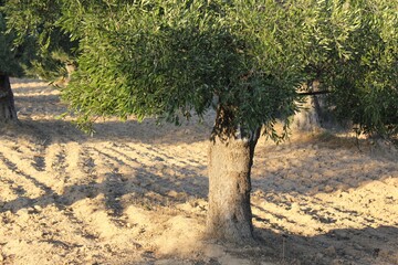 Fototapeta na wymiar Plowed field, olive grove in the outskirts of Athens in Attica, Greece.