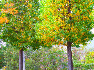 Fototapeta premium 楓の並木道