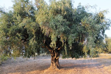 View of olive tree in a grove located in the outskirts of Athens in Attica, Greece.