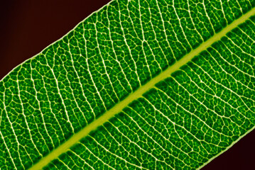 Close up of a backlit Oleander leaf