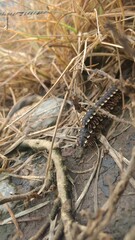 lizard on the ground